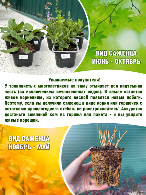 Тысячелистник обыкновенный Литтл Сьюзи 