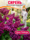 Сирень День Победы (обыкновенная)