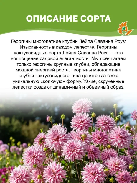 Георгин Лейла Саванна Роуз (кактусовидный)