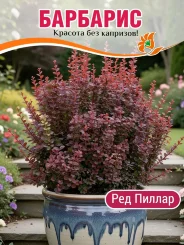 Барбарис Ред Пиллар Барбарис Ред Пиллар