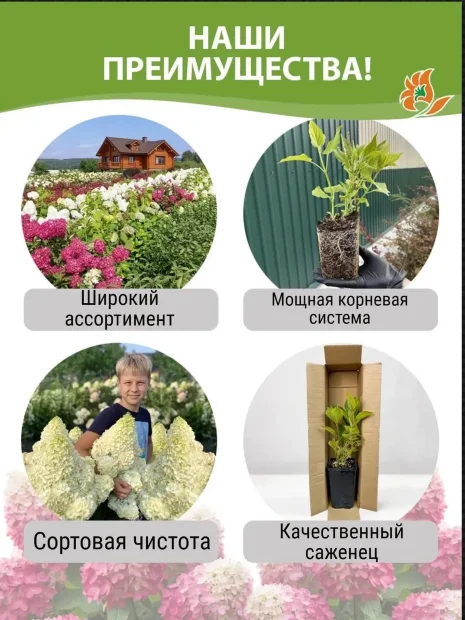 Гортензия Бобо (метельчатая) саженцы 