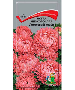 Астра низкорослая Лососевый Ковёр Астра низкорослая Лососевый Ковёр