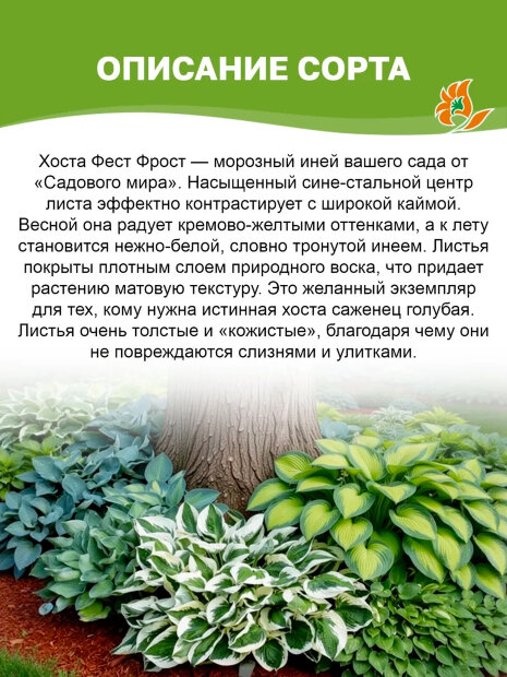 Хоста Фёст Фрост