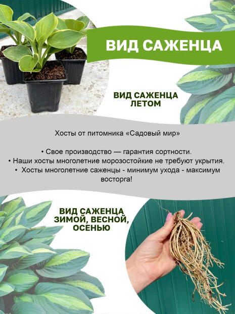 Хоста Фёст Фрост