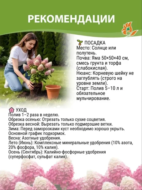 Гортензия Мэджикал Мунлайт (метельчатая)