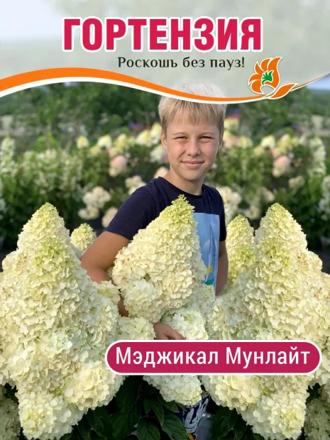 Гортензия Мэджикал Мунлайт (метельчатая)