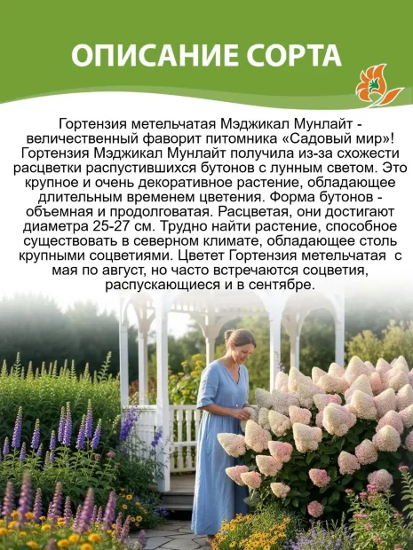 Гортензия Мэджикал Мунлайт (метельчатая)