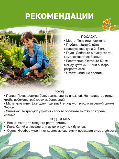 Хоста Халцион