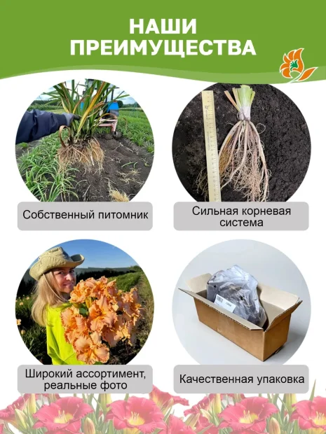 Лилейник Вайлд Хорсес