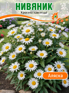 Нивяник Аляска, наибольший Нивяник Аляска, наибольший