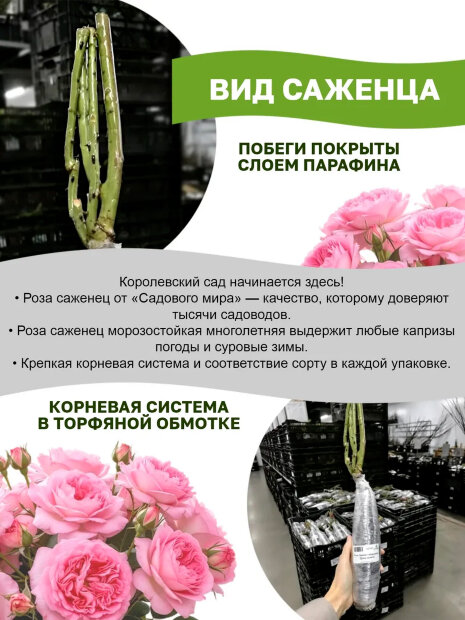 Роза Ди Ди Бриджуотер 