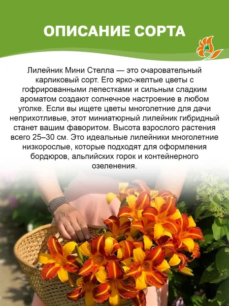 Лилейник Мини Стелла 