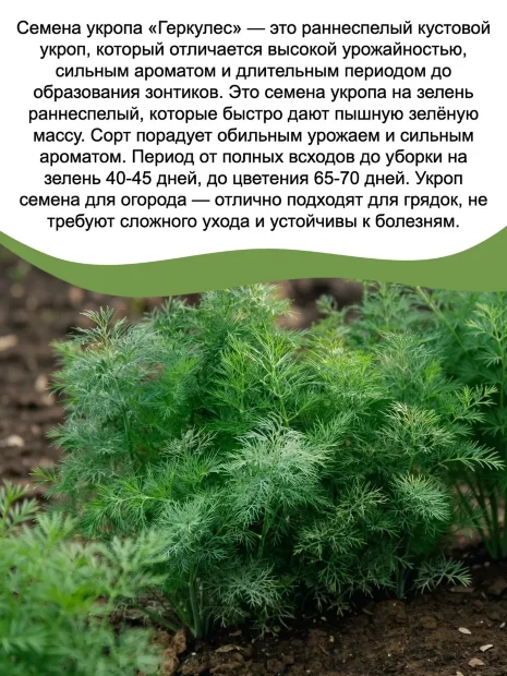 Укроп Геркулес  семена 