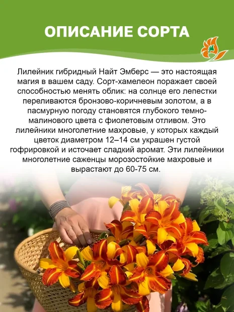 Лилейник Найт Эмберс