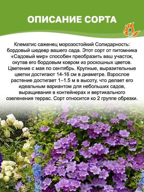 Клематис Солидарность (крупноцветковый) саженцы 