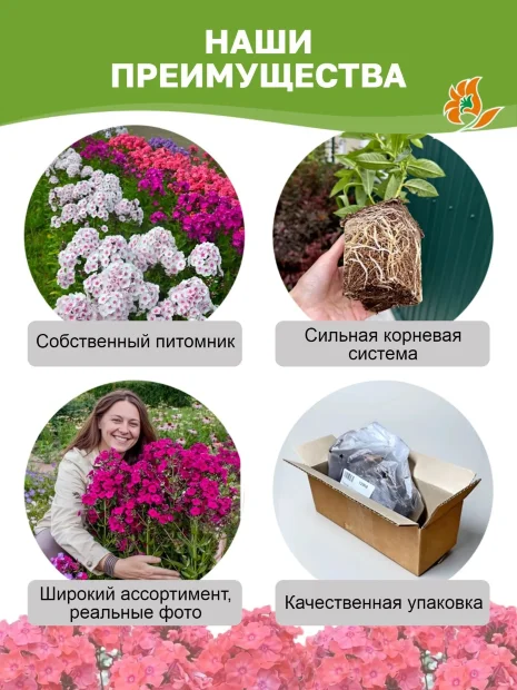 Флокс Илларион