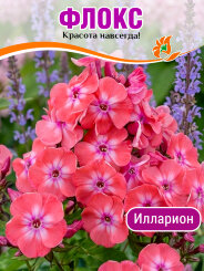 Флокс Илларион
