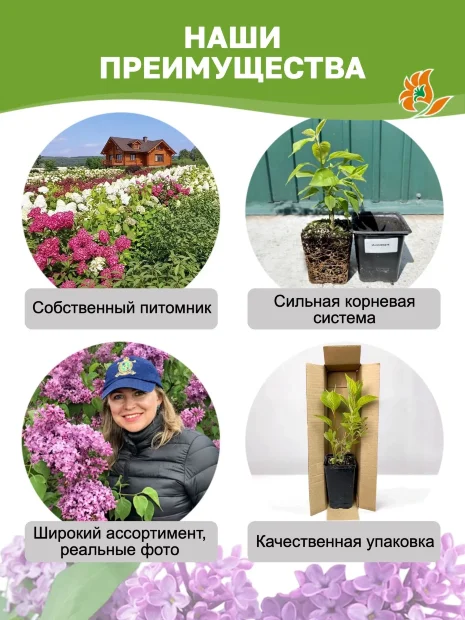 Сирень Надежда (обыкновенная) саженцы 