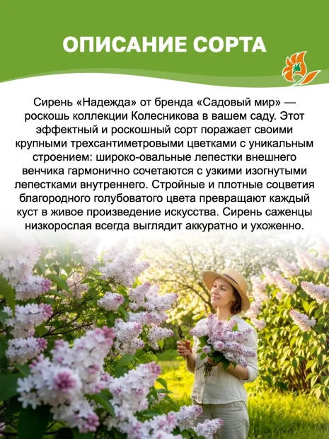 Сирень Надежда (обыкновенная) саженцы 