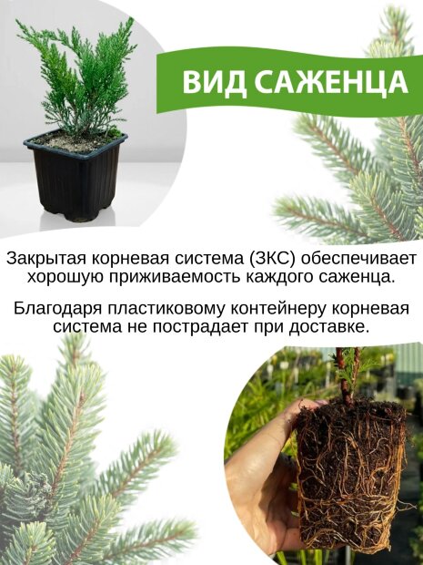 Туя Шугар энд Спайс (складчатая)