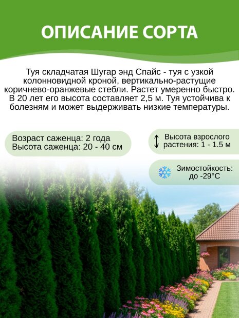 Туя Шугар энд Спайс (складчатая)