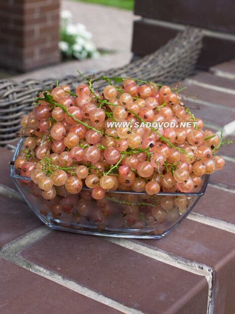 Смородина Голландская розовая (розовая) (осень)