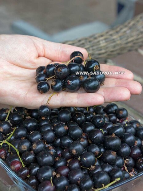 Смородина Ядрёная чёрная (осень)