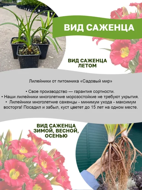 Лилейник Бреф оф Фреш Эйр
