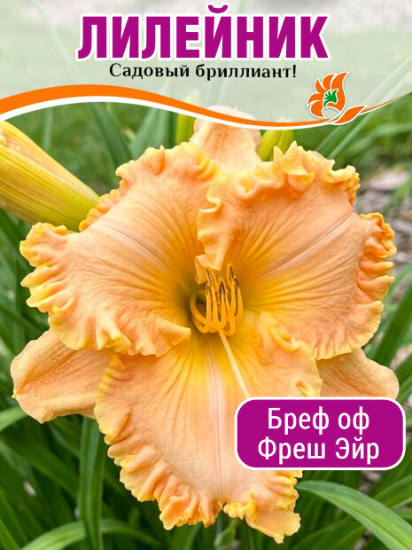 Лилейник Бреф оф Фреш Эйр