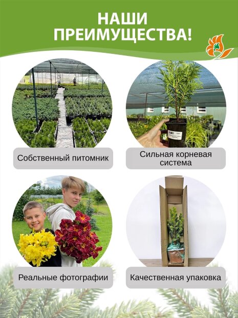 Можжевельник Андорра Компакт (горизонтальный) 