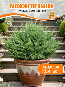Можжевельник Андорра Компакт (горизонтальный) 