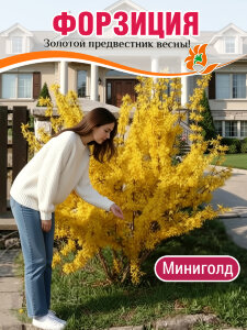 Форзиция Миниголд (промежуточная) Форзиция Миниголд (промежуточная)