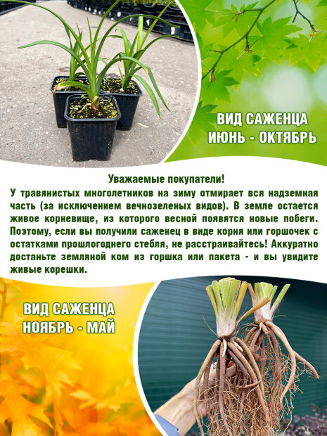Лилейник Стелла де Оро