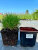 Овсяница Тедди Бир (Готье) (Р9)