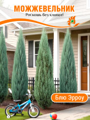Можжевельник Блю Эрроу Можжевельник Блю Эрроу
