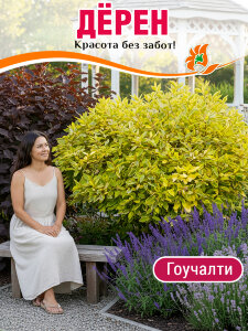 Дерен Гоучалти (белый) Дерен Гоучалти (белый)