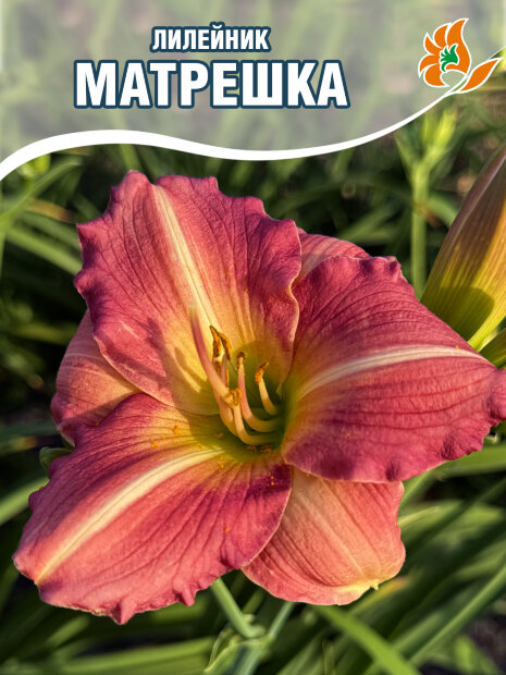 Лилейник Матрешка