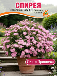 Спирея Литтл Принцесс (японская) Спирея Литтл Принцесс (японская)