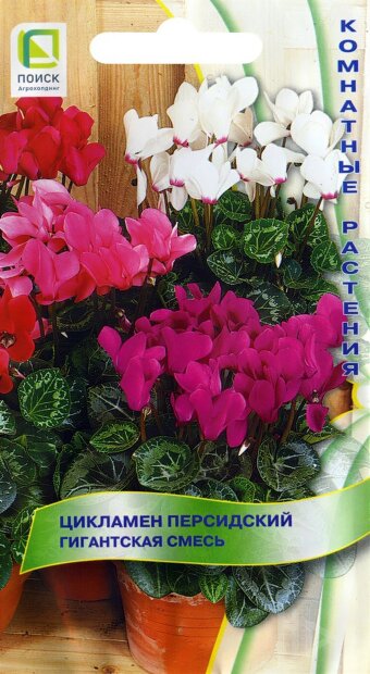 Цикламен персидский Гигантская Смесь семена