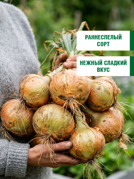 Лук репчатый Сибирский Гигант семена 