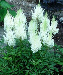 Астильба Сноудрифт (Арендса)