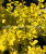 Барбарис Ауреа (Тунберга) саженцы 