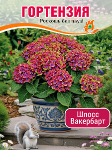 Гортензия Шлосс Вакербарт (крупнолистная) Гортензия Шлосс Вакербарт (крупнолистная)