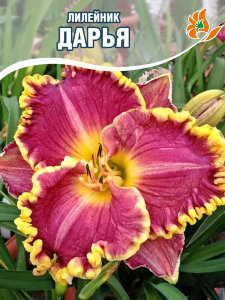 Лилейник Дарья Лилейник Дарья