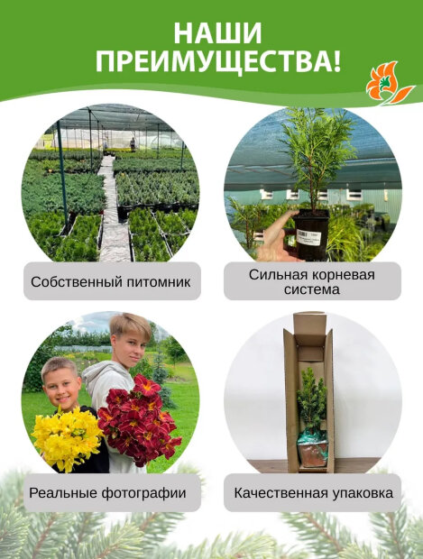 Можжевельник Суецика (обыкновенный) 2шт