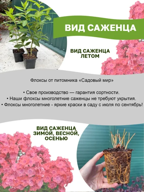 Флокс Всемил