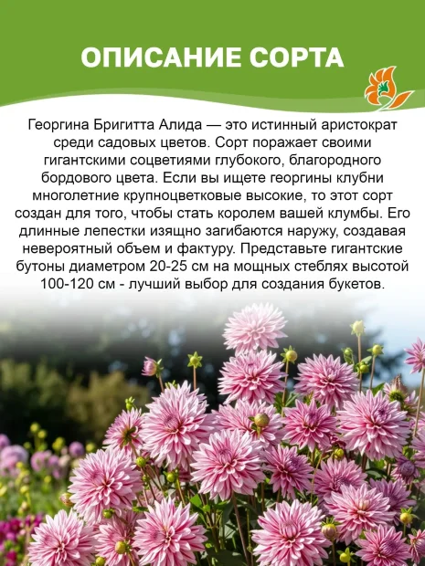 Георгин Бригитта Алида (декоративный)